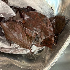 メダカの越冬 柿の葉の画像