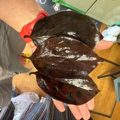 メダカの越冬 柿の葉の画像