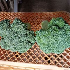 🥦新鮮ブロッコリーおゆずりしますの画像