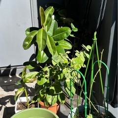 植木無料お譲りの画像