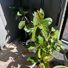 植木無料お譲りの画像