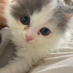 かわいい猫赤ちゃん