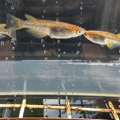 メダカ 雷鳥 2ペアの画像