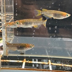 メダカ 雷鳥 2ペアの画像