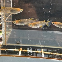 メダカ 雷鳥 2ペアの画像