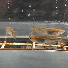 メダカ 雷鳥 2ペアの画像