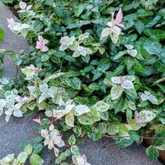 五色カズラ・株ごと引き抜きお願いします！！の画像