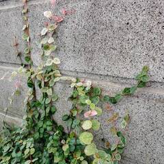 五色カズラ・株ごと引き抜きお願いします！！の画像