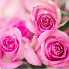 秋の薔薇見る会