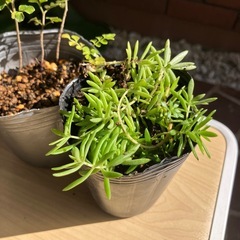 ミルキーセダム，セダムルベストレ，シマトネリコ，セットの画像