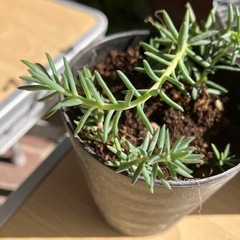 ミルキーセダム，セダムルベストレ，シマトネリコ，セットの画像