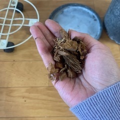 観葉植物の鉢の画像