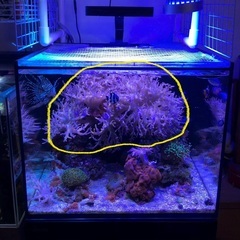 アーチ状の擬似岩とヤナギカタトサカ【引き取り限定】の画像