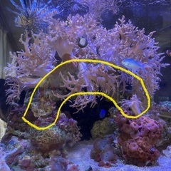 アーチ状の擬似岩とヤナギカタトサカ【引き取り限定】の画像