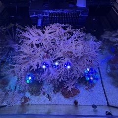 アーチ状の擬似岩とヤナギカタトサカ【引き取り限定】の画像