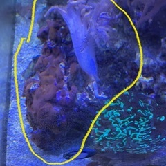 ディスクコーラル、ヤナギカタトサカ付きライブロック【引き取り限定】の画像