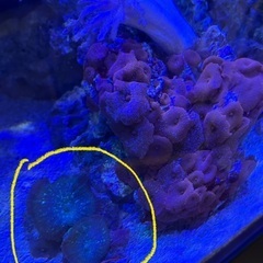 ディスクコーラル、ヤナギカタトサカ付きライブロック【引き取り限定】の画像