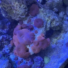 ディスクコーラル、ヤナギカタトサカ付きライブロック【引き取り限定】の画像