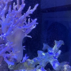 ディスクコーラル、ヤナギカタトサカ付きライブロック【引き取り限定】の画像