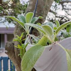 ラムズイヤー・ハンキングの画像