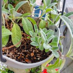 ラムズイヤー・ハンキングの画像