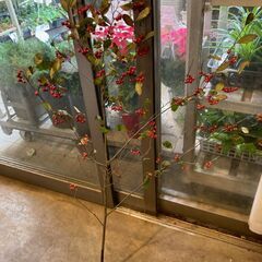 アロニアの画像