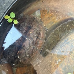 亀　　　の画像