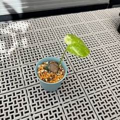 観葉植物　斑入りモンステラ　（小サイズ）の画像