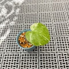 観葉植物　斑入りモンステラ　（小サイズ）の画像
