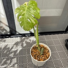 観葉植物　斑入りモンステラ　（中サイズ）の画像
