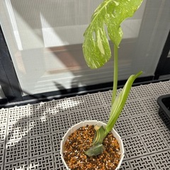 観葉植物　斑入りモンステラ　（中サイズ）の画像