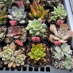 🌵多肉植物Y　　1ポット100円の画像