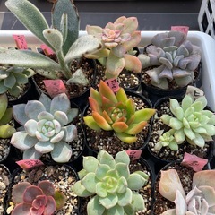 🌵多肉植物Y　　1ポット100円の画像