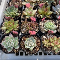🌵多肉植物Y　　1ポット100円の画像