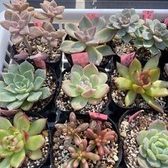 🌵多肉植物Y　　1ポット100円の画像