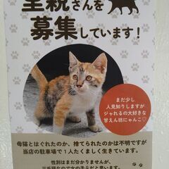 家猫にしてあげたい😺