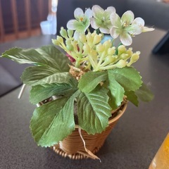 ハーバリウム、苺置物の画像