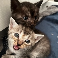 寝顔に癒される、生後1ヶ月の子猫たち（生後2ヶ月以降をお渡…