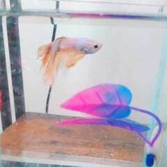 11月2日（日）　中古アクアリウム用品、生体100～3000円で販売しますの画像