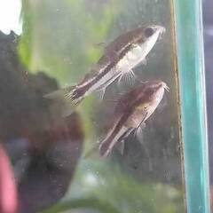 11月2日（日）　中古アクアリウム用品、生体100～3000円で販売しますの画像