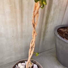 フィカス　ベンジャミン　バロック　150㎝の画像