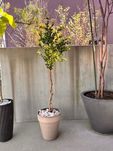 フィカス　ベンジャミン　バロック　150㎝