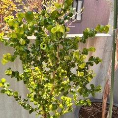 フィカス　ベンジャミン　バロック　150㎝の画像