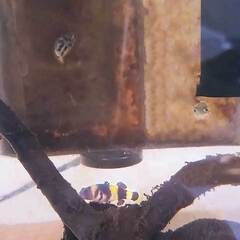 11月2日（日）　中古アクアリウム用品、生体100～3000円で販売しますの画像