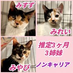 ★里親様✨募集致します★推定3ヶ月子猫※11/8(土)あいまるさ...