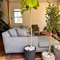 フィカス　ウンベラータ　160㎝
の画像