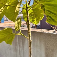 フィカス　ウンベラータ　160㎝
の画像