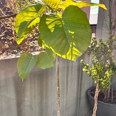 フィカス　ウンベラータ　160㎝
の画像