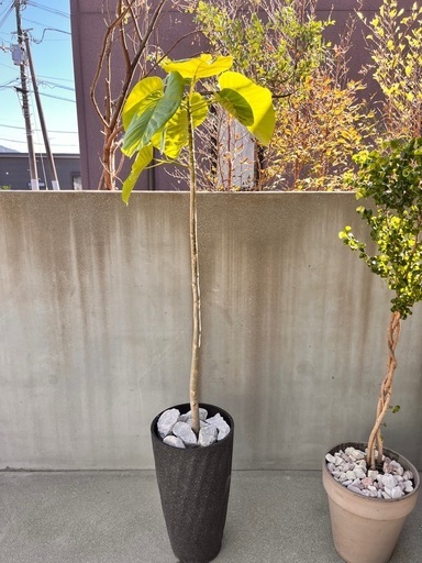 フィカス　ウンベラータ　160㎝