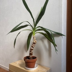 【ユッカ⑥】観葉植物の画像